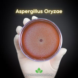 Cultivo de cogumelo com micélio vivo (Aspergillus oryzae) em molde amarelo Koji