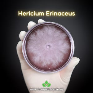 Crinière de lion 7 (Hericium erinaceus) Frai de culture de champignons mycélium vivants