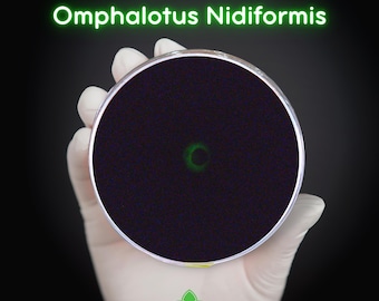 Ghost Fungus (Omphalotus Nidiformis) Live Mycelium Mushroom Culture Spawn