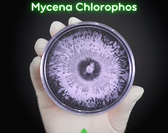 Green Pepe (Mycena Chlorophos) Live Mycelium Mushroom Culture Spawn
