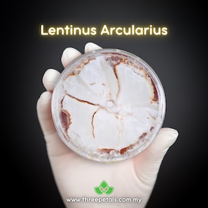Spring Sawgill (Lentinus Arcularius) Live Mycelium Mushroom Culture Spawn