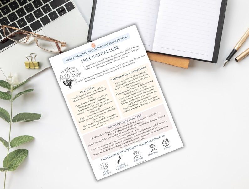 May include: A printable infographic about the occipital lobe of the brain. The infographic includes a diagram of the brain, a list of functions, symptoms of dysfunction, tips to optimize function, and factors impacting prefrontal cortex function.