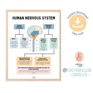 The human nervous system, fight or flight response, human brain anatomy, brain function, therapy office decor, office poster, psychology