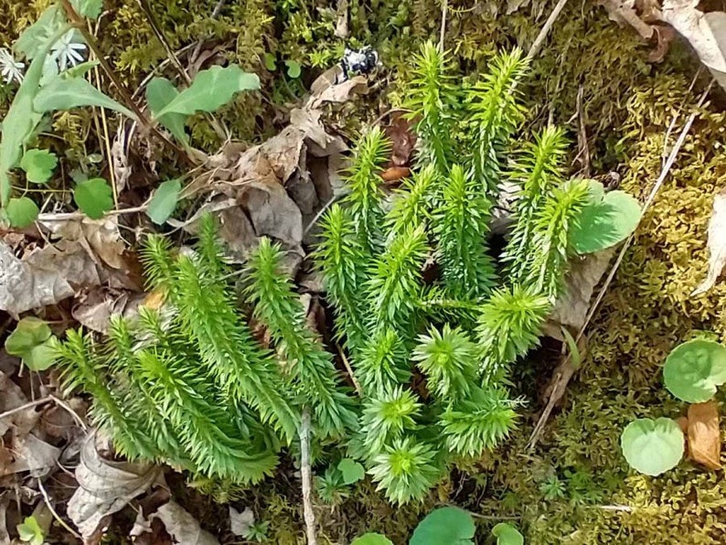 Peut inclure: Gros plan sur un groupe de plantes vertes ressemblant &agrave; des foug&egrave;res poussant dans un lit de mousse et de feuilles brunes.