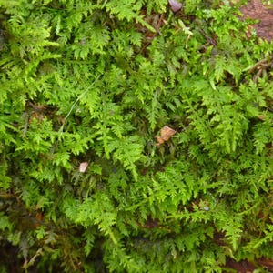 May include: Close-up of vibrant green moss, showcasing a dense, textured surface. The moss has a fern-like appearance with small, delicate leaves. A few small, brown leaves are scattered throughout the moss, adding contrast.