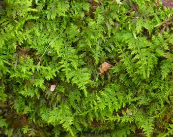 Delicado musgo de helecho para terrarios, planta viva recolectada en la naturaleza