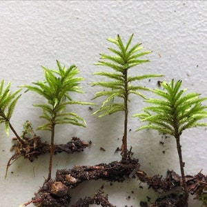 American Tree Club Moss Great for Tree Terrariums!