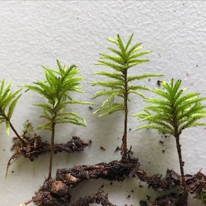 May include: Four small green moss plants with brown roots growing on a white surface.