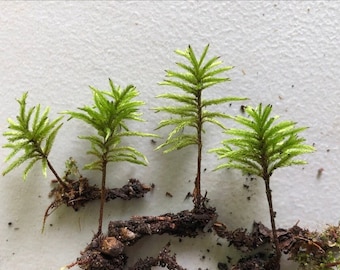 American Tree Club Moss: Terrarium Moss