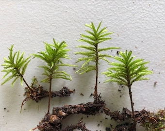 American Tree Club Moss Great for Tree Terrariums!