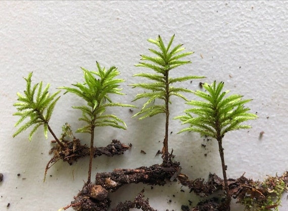 American Tree Club Moss Great for Tree Terrariums!