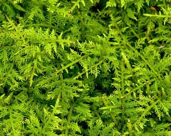 Delicate fern moss is great for terrariums. "Buy 3 bags of moss get the 4th bag free!"