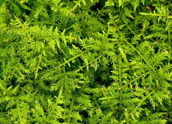 Delicate fern moss is great for terrariums. "Buy 3 bags of moss get the 4th bag free!"