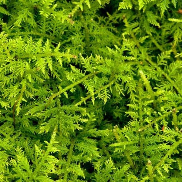 Delicate fern moss is great for terrariums. "Buy 3 bags of moss get the 4th bag free!"