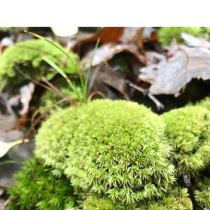 Puede incluir: Primer plano de musgo verde brillante, con una apariencia texturizada y difusa. El musgo est&aacute; agrupado, con hojas marrones y peque&ntilde;as briznas de hierba en el fondo. La imagen est&aacute; tomada al aire libre.
