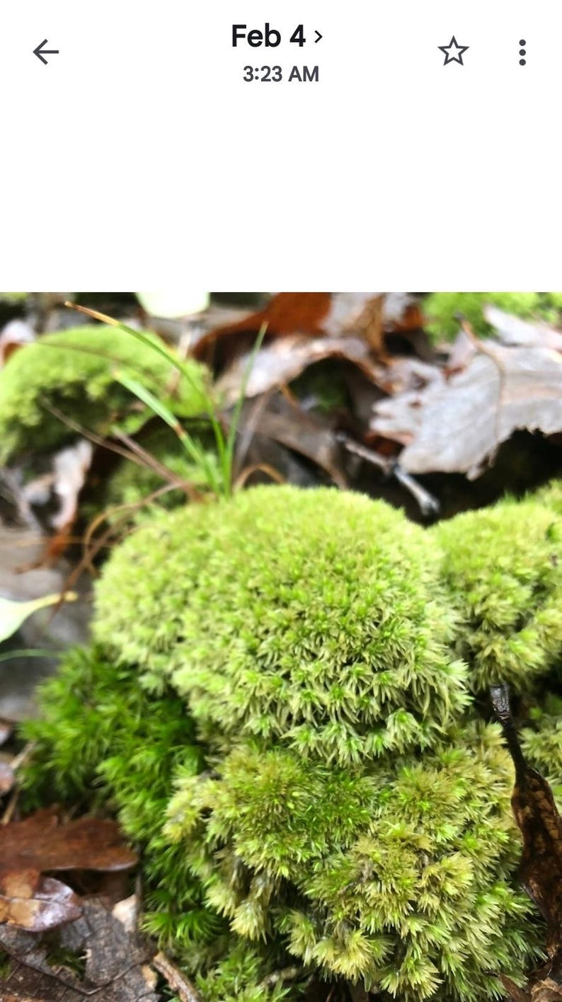 Puede incluir: Primer plano de musgo verde brillante, con una apariencia texturizada y difusa. El musgo est&aacute; agrupado, con hojas marrones y peque&ntilde;as briznas de hierba en el fondo. La imagen est&aacute; tomada al aire libre.