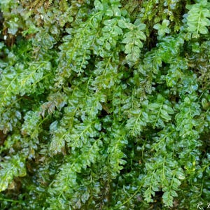 May include: Close-up of vibrant green moss with small, delicate leaves. The moss appears lush and healthy, with a slightly wet sheen, suggesting recent moisture. The image showcases the intricate texture and detail of the plant life.