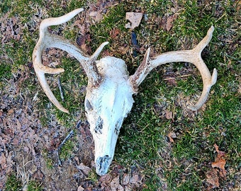 Appalachian Mountain 8 point Whitetail Deer Skull