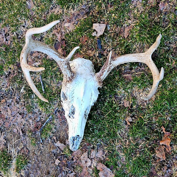 Appalachian Mountain 8 point Whitetail Deer Skull