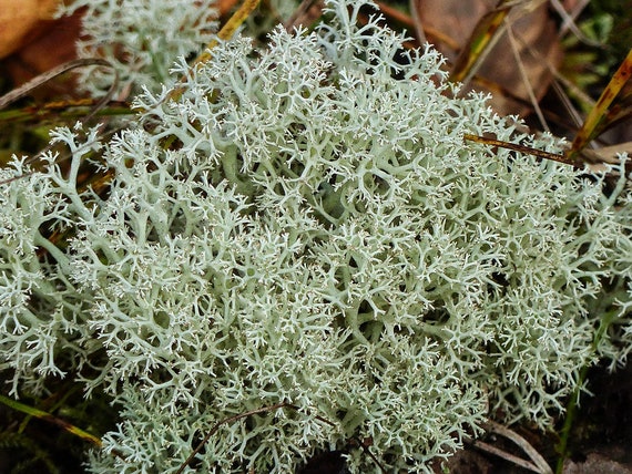 Reindeer Lichen (Cladonia rangiferina) "Buy 3 bags of moss get the 4th bag FREE!