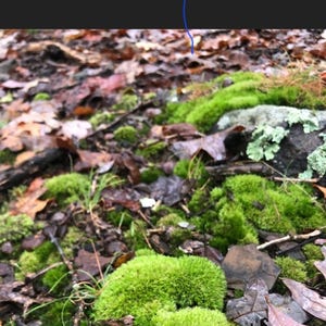 Puede incluir: Primer plano de grupos de musgo verde vibrante intercalados con hojas ca&iacute;das en varios tonos de marr&oacute;n y rojo. La escena est&aacute; ambientada al aire libre, con una est&eacute;tica natural y terrosa. La imagen captura las texturas y los colores del suelo del bosque.