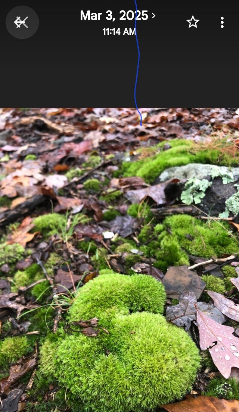 Puede incluir: Primer plano de grupos de musgo verde vibrante intercalados con hojas ca&iacute;das en varios tonos de marr&oacute;n y rojo. La escena est&aacute; ambientada al aire libre, con una est&eacute;tica natural y terrosa. La imagen captura las texturas y los colores del suelo del bosque.