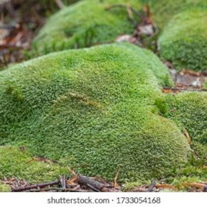 Puede incluir: Primer plano de grupos de musgo verde vibrante en el suelo del bosque. El musgo tiene una apariencia densa y texturizada, con una forma ligeramente redondeada. El suelo est&aacute; cubierto de hojas ca&iacute;das y ramitas.
