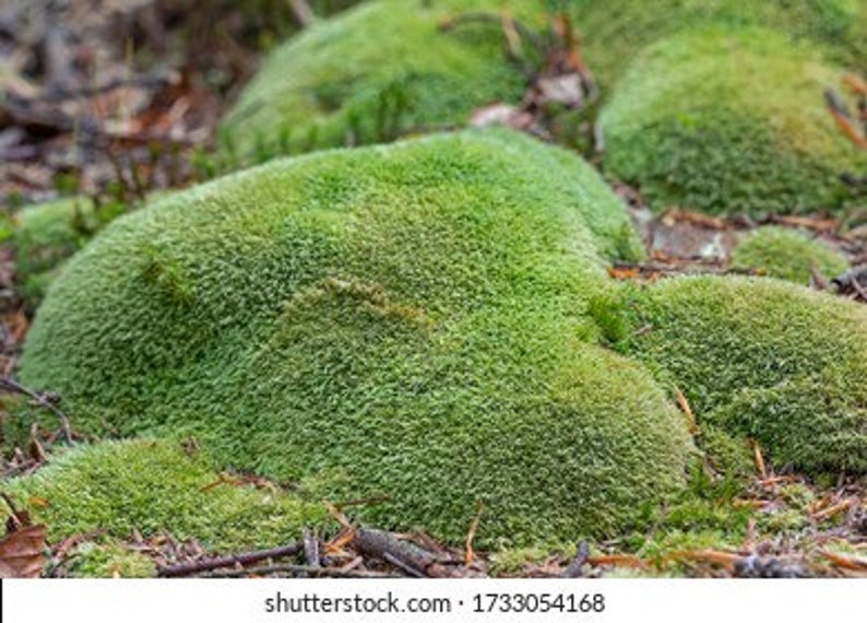 Puede incluir: Primer plano de grupos de musgo verde vibrante en el suelo del bosque. El musgo tiene una apariencia densa y texturizada, con una forma ligeramente redondeada. El suelo est&aacute; cubierto de hojas ca&iacute;das y ramitas.
