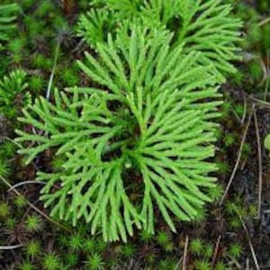 Plantas de iniciación para el club de fans del musgo: Cubresuelos perennes