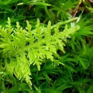 Delicate Fern Moss for Terrariums, Wild Harvested Live Plant