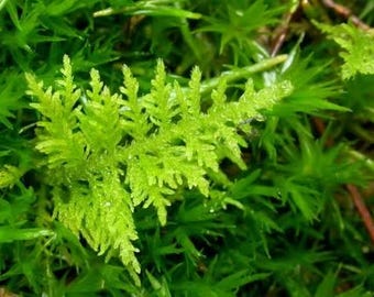 Delicado musgo de helecho para terrarios, planta viva recolectada en la naturaleza