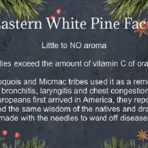 Aiguilles de pin blanc en vrac pour le thé Récoltées de manière biologique dans la forêt des Appalaches image 4