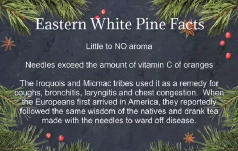 Aiguilles de pin blanc en vrac pour le thé Récoltées de manière biologique dans la forêt des Appalaches image 4