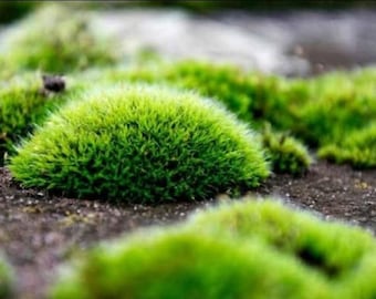 Pincushion Moss (Leucobryum Glaucum) – Terrarium Plant, Low Maintenance Live Moss