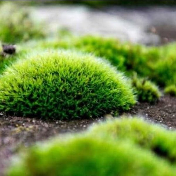Pincushion Moss (Leucobryum Glaucum) – Terrarium Plant, Low Maintenance Live Moss
