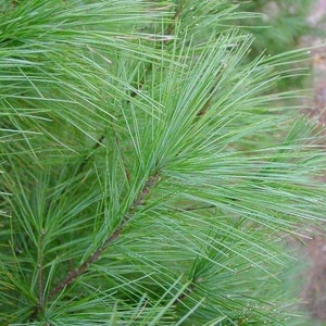 Aiguilles de pin blanc en vrac pour le thé Récoltées de manière biologique dans la forêt des Appalaches image 5