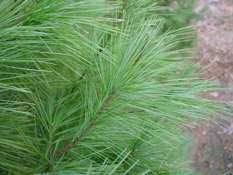 Aiguilles de pin blanc en vrac pour le thé Récoltées de manière biologique dans la forêt des Appalaches image 5