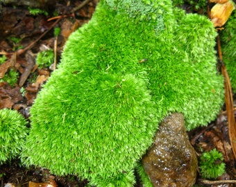 Large Mix of Terrarium Moss and Live Lichens British Soldier Pityrea Pixie  Cup Cladonia 1 Pint