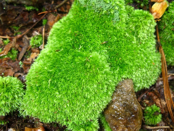 Pincushion Moss (Leucobryum Glaucum)  " Buy 3 bags of moss get the 4th bag of moss free"
