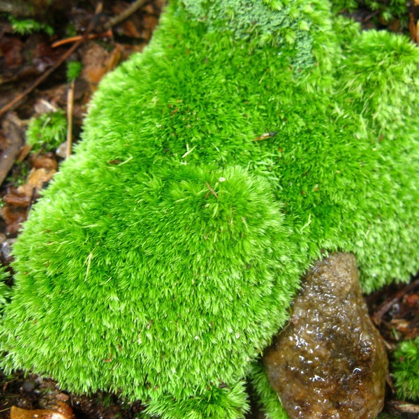 Leucobryum glaucum (Leucobryum glaucum) « Pour tout achat de 3 sacs de mousse, le 4e sac est offert »