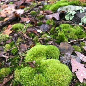 Puede incluir: Primer plano de un suelo forestal cubierto de musgo verde vibrante. El musgo se agrupa en formas suaves y redondeadas, intercaladas con hojas marrones y rojas ca&iacute;das. La escena evoca una sensaci&oacute;n de belleza natural.