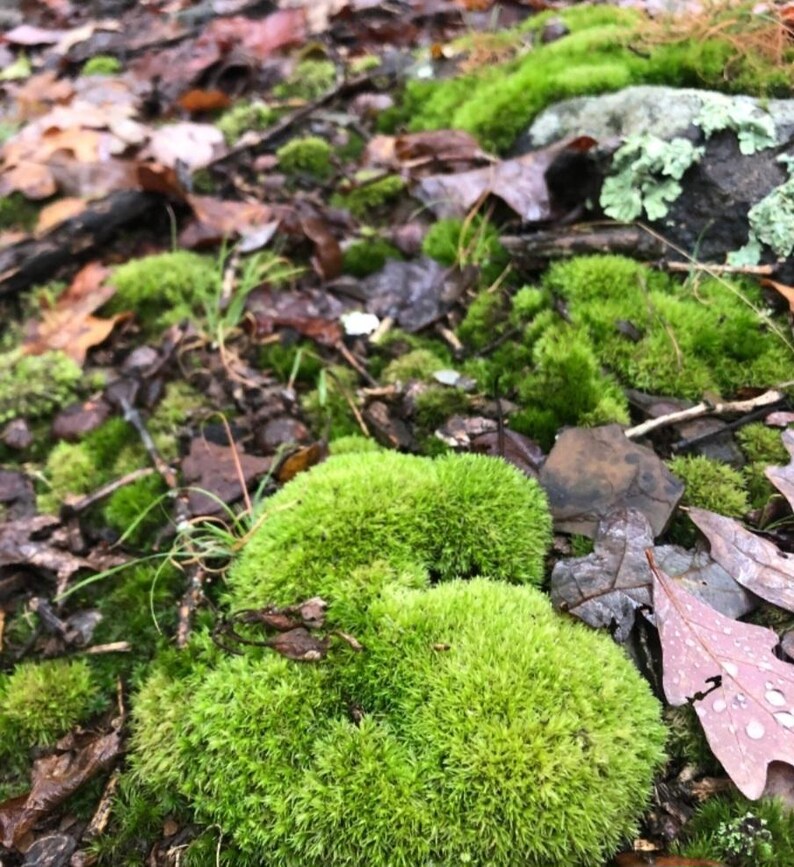 Puede incluir: Primer plano de un suelo forestal cubierto de musgo verde vibrante. El musgo se agrupa en formas suaves y redondeadas, intercaladas con hojas marrones y rojas ca&iacute;das. La escena evoca una sensaci&oacute;n de belleza natural.