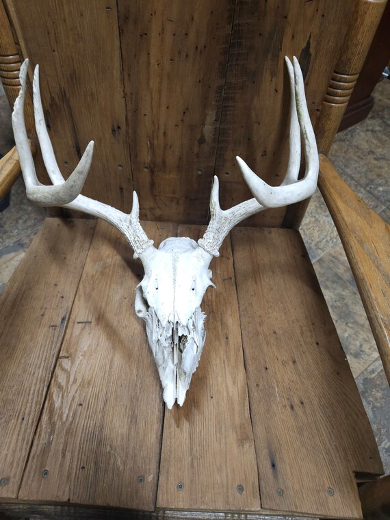 Big Appalachian Mountain 8 Point Whitetail Deer Skull beautiful plain or decorated!