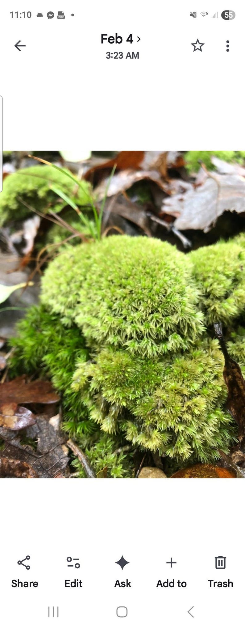 Puede incluir: Primer plano de musgo verde vibrante, con una mezcla de tonos claros y oscuros, creciendo en el suelo del bosque. El musgo est&aacute; rodeado de hojas ca&iacute;das y peque&ntilde;as ramitas, creando una escena natural y texturizada.