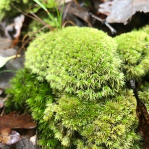 Puede incluir: Primer plano de musgo verde vibrante, con una apariencia densa y texturizada. El musgo est&aacute; intercalado con peque&ntilde;as briznas de hierba y rodeado de hojas ca&iacute;das, creando una escena natural y terrosa.