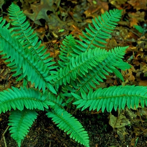Weihnachtsfarn (Polystichum Acrostichodes)