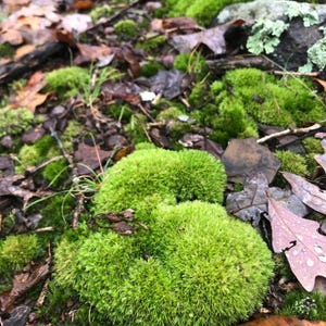 Puede incluir: Primer plano de grupos de musgo verde brillante que crecen entre hojas ca&iacute;das y peque&ntilde;as rocas. El musgo tiene un aspecto suave y texturizado, creando una escena natural y terrosa. La imagen captura los detalles del suelo del bosque.