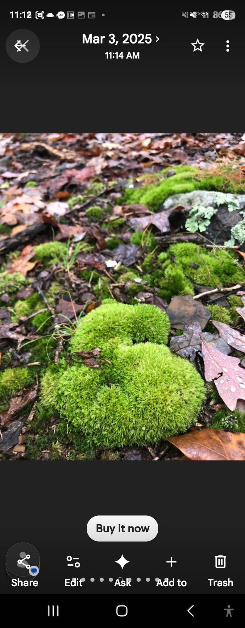 Puede incluir: Primer plano de grupos de musgo verde brillante que crecen entre hojas ca&iacute;das y peque&ntilde;as rocas. El musgo tiene un aspecto suave y texturizado, creando una escena natural y terrosa. La imagen captura los detalles del suelo del bosque.