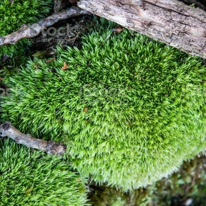 Puede incluir: Primer plano de musgo verde vibrante con una apariencia densa y texturizada. Ramitas marrones y un trozo de madera est&aacute;n esparcidos sobre el musgo, creando una escena natural. El musgo parece suave y exuberante.