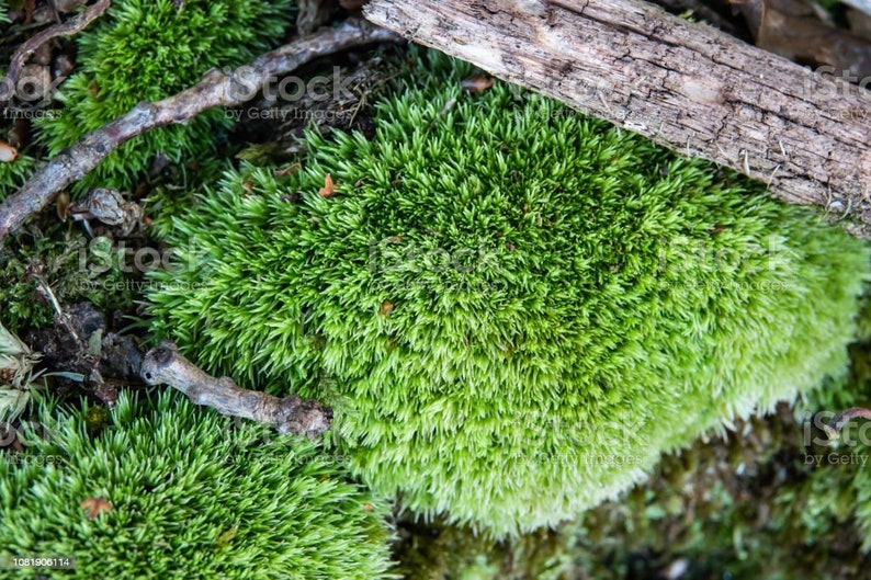 Puede incluir: Primer plano de musgo verde vibrante con una apariencia densa y texturizada. Ramitas marrones y un trozo de madera est&aacute;n esparcidos sobre el musgo, creando una escena natural. El musgo parece suave y exuberante.